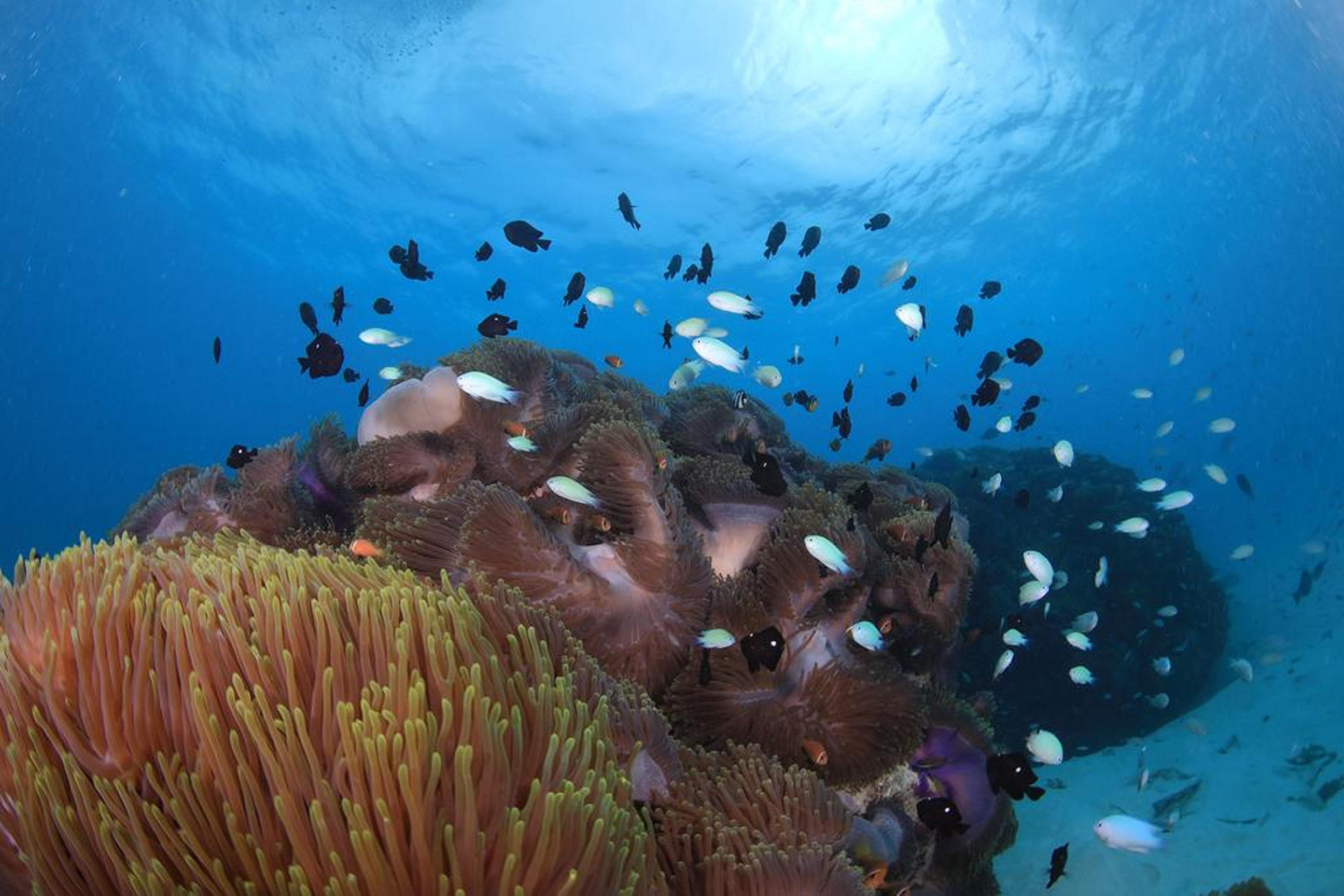 Hard Rock Hotel Maldives - Complimentary Roundtrip Speed Boat Transfer Until 31St October 2025 Emboodhoo Lagoon Εξωτερικό φωτογραφία Coral reef